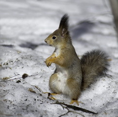  Squirrel sits in the snow. 