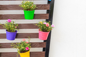Portulaca oleracea in color planter box hanging on wooden wall