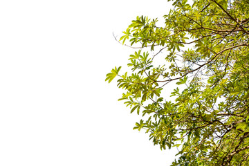 Ivy green with leaf on isolate white background