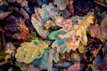 oaks autumn leafage