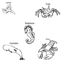 Marine inhabitants with names. Pencil sketch by hand.