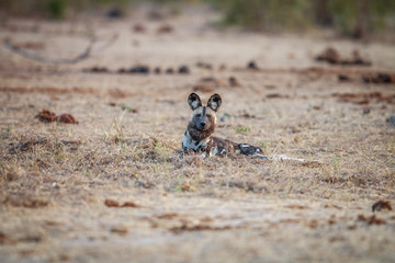 African wild dog laying in the grass.