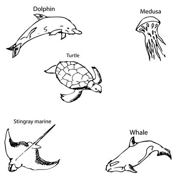 Marine inhabitants with names. Pencil sketch by hand.