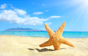 Fototapeta na wymiar Starfish on the beach. Crete