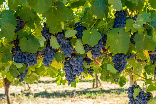 A bunch of red grapes on a vine in Moncalvo in Italy.