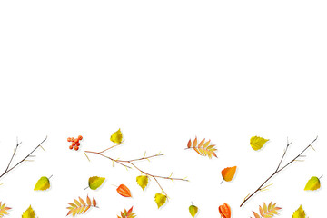 autumn leaves isolated on white background.