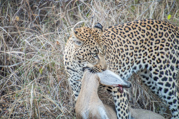 Leopard with a Duiker kill.