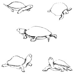 Turtles. Pencil sketch by hand