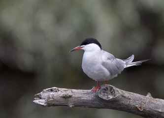 Common Tern, (Sterna hirundo), perched adult, Danube Delta, Romania.