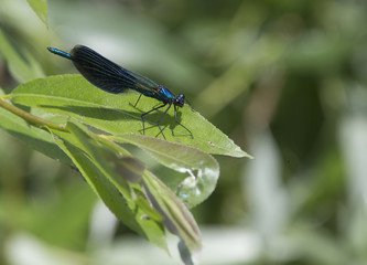 Beautiful Demoiselle, (Calopteryx virgo), male, Danube Delta, Romania.