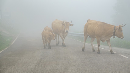 Foggy road with cows, dangerous