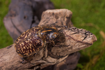Cockchafer Beetle ( Polyphylla tonkinensis), Beetle