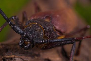 Longhorn beetle (Rhaphipodus fetalis), Beetle