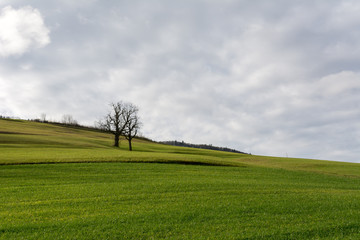 Einsame Baum in der Natur an der Strasse