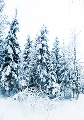 Spruce in the snow/ Fir trees covered with snow.