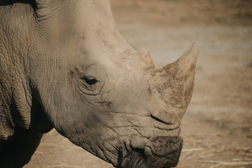 close up of rhino head. rhino in zoo.