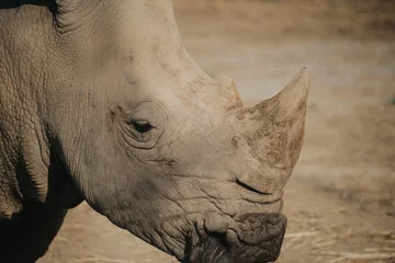 Crédence de cuisine en verre imprimé Rhinocéros close up of rhino head. rhino in zoo.