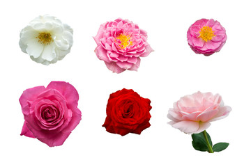 collection of various rose isolated on white background, orange,
