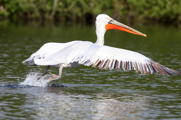 Dalmatian Pelican (Pelecanus crispus) taking off from Drift Reservoir, Cornwall, England, UK.