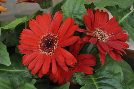 Gerbere rosse