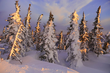 Winter landscape at sunset. Snow-covered fir on the top of the mountain in the light of the setting sun. Expressive colors of the sunset