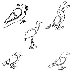 Birds. Pencil sketch by hand