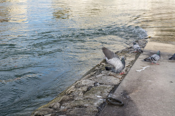 Vogelgrippe H5N Seuche