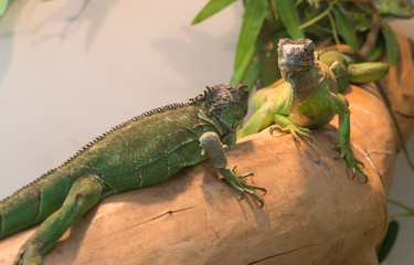 lizard iguana