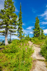 Beautiful Mountain River at the Bagley Lake Trail Park. Mount Baker, Washington, USA.