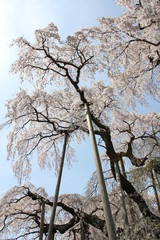 滝桜