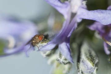 Single fruit fly (drosophila melanogaster) on flower