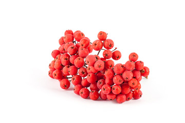 Ripe red viburnum on white background 