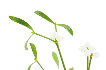 Green mistletoe isolated on white background
