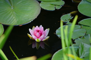 Water lily.