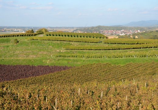 view across the vineyards of the Schutterlindenberg in Lahr  Baden Germany