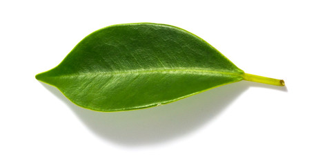 Fototapeta na wymiar Green leaf isolated on white background.