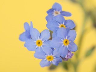 Tiny Forget-me-not flower on yellow background