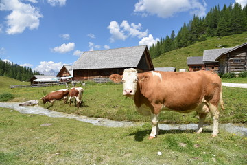 Fototapeta na wymiar Alm-Idylle mit Kuh in Österreich