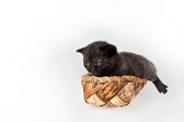 Black Scottish Fold kitten sitting on sitting in a vintage bast