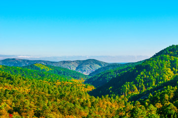 Fototapeta premium Beautiful mountain forest in autumn