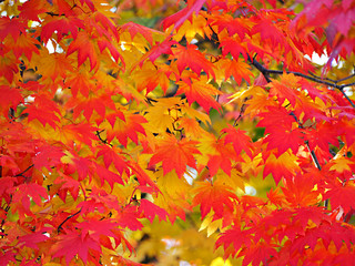 Japanese maple,Autumn leaves.