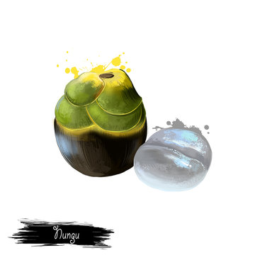 Oil palm illustration isolated on white. Tropical fruit.