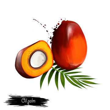 Oil palm illustration isolated on white. Tropical fruit. 