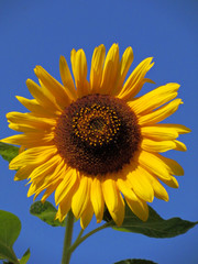 Sunflower.