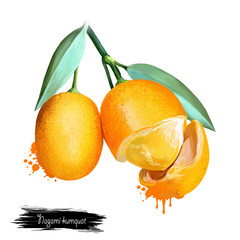 Nagami kumquat isolated on white. 