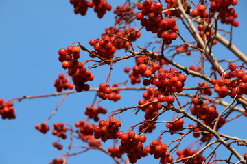 Ripe hawthorn (Crataegus sp.) pome fruits against a blue sky in the autumn park