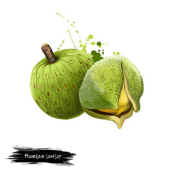 Naklejka premium Mountain soursop isolated on white background. Annona montana or Mountain soursop is an edible fruit and medicinal plant in Annonaceae family. Fibrous fruits. Digital art illustration. Watercolor