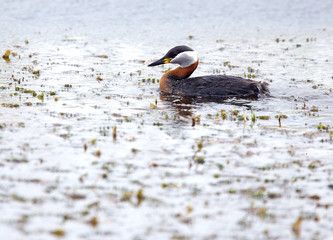 Red-necked Grebe (Podiceps grisegena), adult in breeding plumage, Danube Delta, Romania.