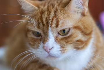 portrait ginger cat 