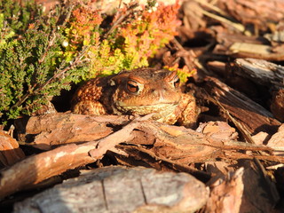 The common toad, European toad (Bufo bufo) in the garden	